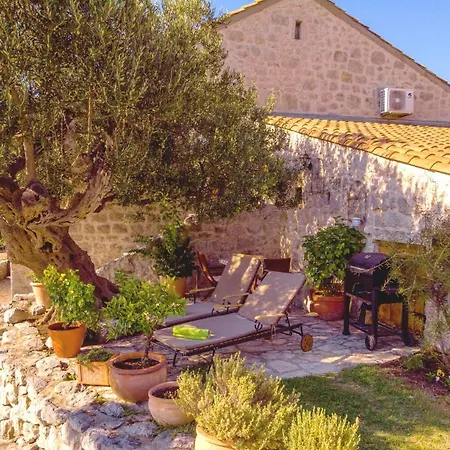 Olive Tree Dubrovnik